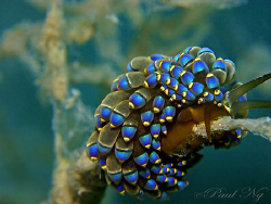 Resting on fire coral. Taken with Canon G9 with Inon stro... by Paul Ng 
